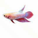 A vibrant red and pink betta female fish with flowing translucent fins in assorted colors for home aquariums
