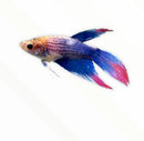 A vibrant blue and pink betta female fish with flowing fins in assorted colors for aquarium decoration