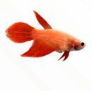 A vibrant orange betta female fish with flowing translucent fins and a sleek elongated body in assorted colors