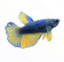 Betta Female - Assorted colors - [AquaticMotiv]