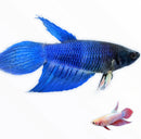 Betta Female - Assorted colors - AquaticMotiv