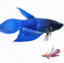 Vibrant blue betta female fish with flowing fan-like fins and sleek scaled body in assorted colors product image