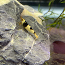 A black crystal shrimp with black and cream patterns and delicate antennae rests on a textured gray rock in an aquarium