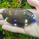 A smooth dark brown freshwater black mussel shell with a glossy surface held gently in hand black mussel x2