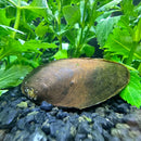 Brown oval-shaped black mussel shell on dark gravel with green aquatic plants for aquarium use x2 pack