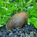 Black mussel x2 featuring brown oval freshwater mussel shells displayed among green aquatic plants and dark gravel