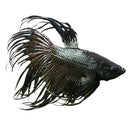 A sleek black orchid betta male fish with iridescent scales and flowing feathery fins