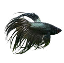 A sleek dark green black orchid betta male fish with iridescent scales and long flowing fins for aquarium display