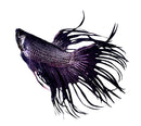 Black Orchid Betta Male - [AquaticMotiv]