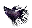 A black orchid betta male fish with iridescent purple undertones and flowing delicate fins