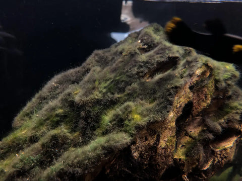How to get rid of black beard algae?