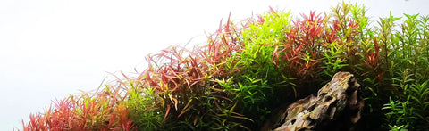 The Truth about Liquid Carbon: What is it and how does it work?