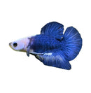 A vibrant royal blue blue marble HMPK betta male with flowing fan-like fins and a delicate white-tipped tail