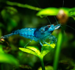 Blue Velvet Shrimp: translucent blue shrimp on green leaf