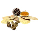 Dried lotus pod with hollow dark brown exterior and golden orange inner lining in botanicals starter pack 30 pieces