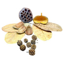 Dried lotus seed pod with dark purple hollow interior and light brown shell in botanicals starter pack 30 pieces