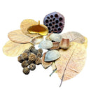 Dried lotus seed pod with dark purple hollow center and textured surface in botanicals starter pack 30 pieces