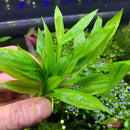 Broad-Leaf Chain Sword: green leafy aquatic plant with serrated edges