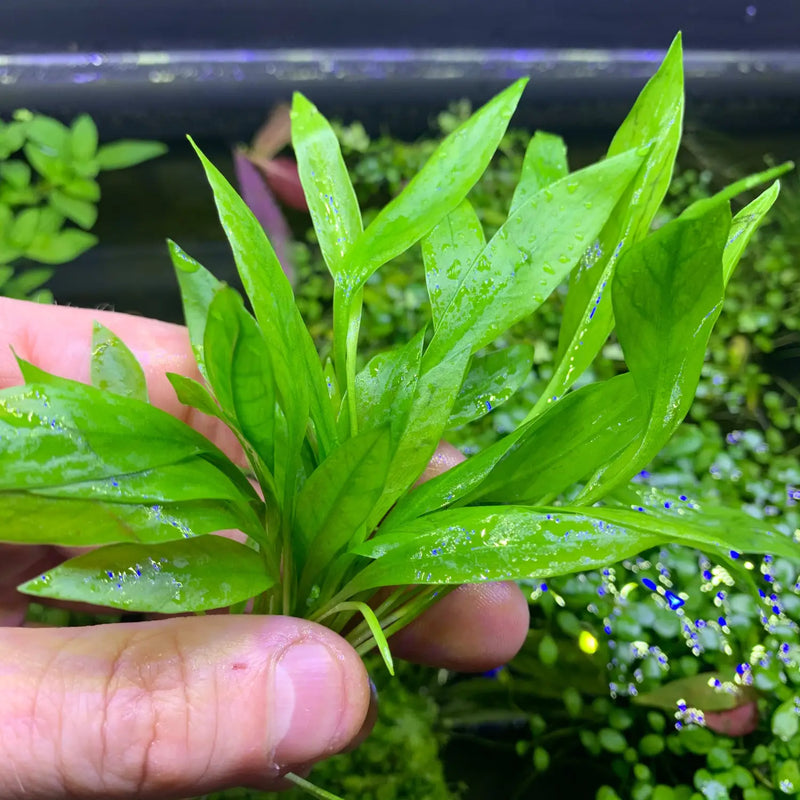 Broad-Leaf Chain Sword green leafy aquatic plant with serrated edges