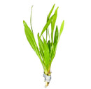 Bundle of broad-leaf chain sword aquatic plant with green leaves and white roots