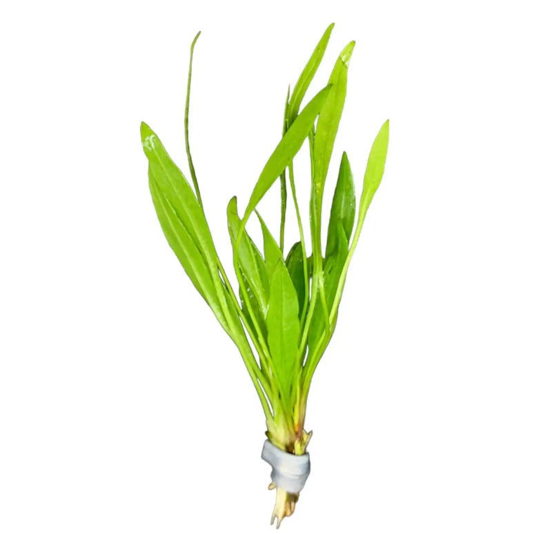 Bundle of broad-leaf chain sword aquatic plant with green leaves and white roots