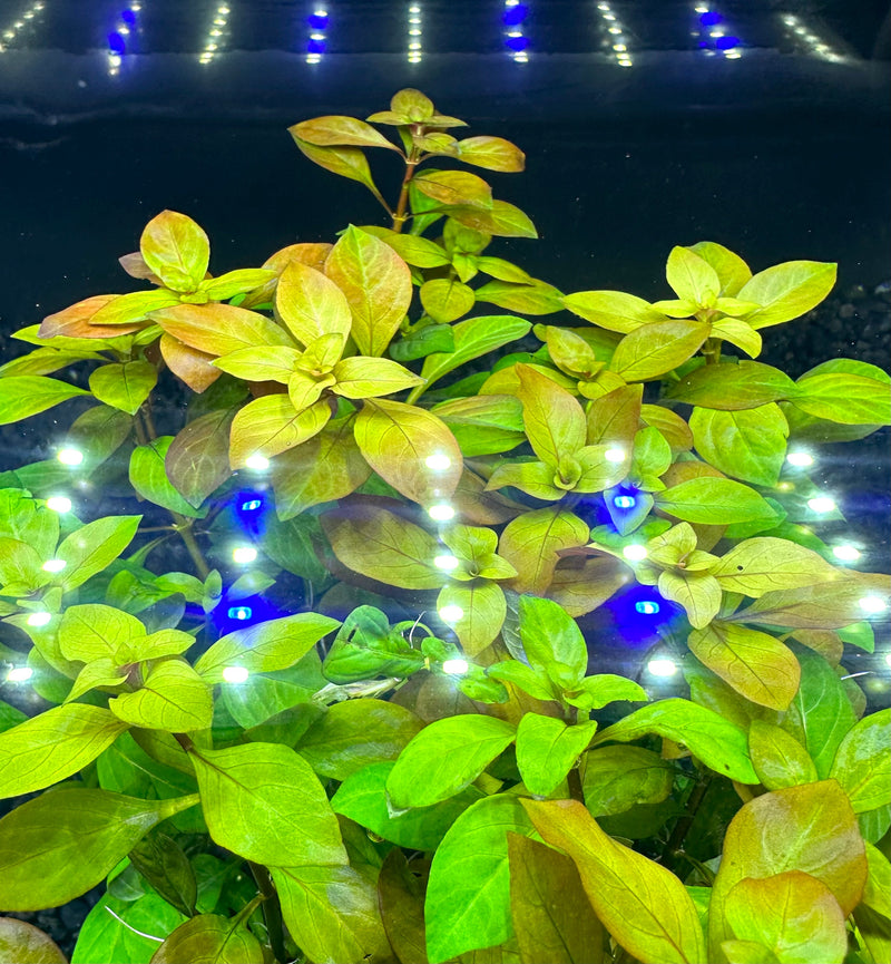 Broad-Leaf Ludwigia (Ludwigia Repens) - AquaticMotiv