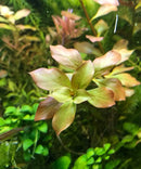 Broad-Leaf Ludwigia (Ludwigia Repens) green leafy aquatic plant in water