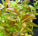 Broad-Leaf Ludwigia Repens green aquatic plant with red edges