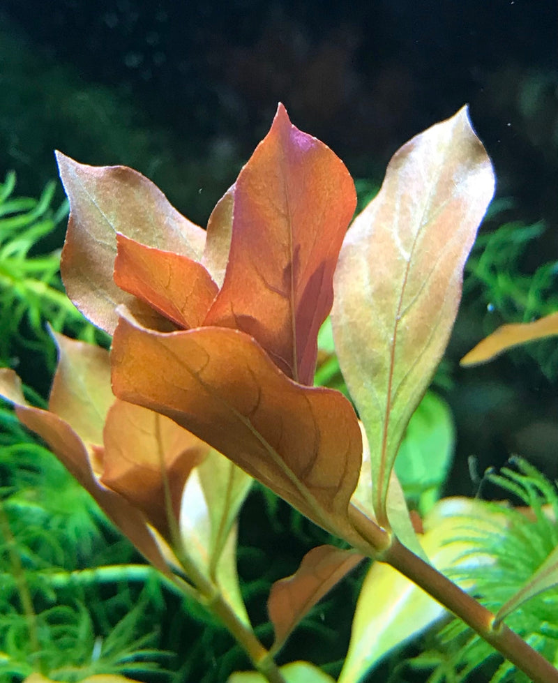 Broad-Leaf Ludwigia (Ludwigia Repens) - AquaticMotiv