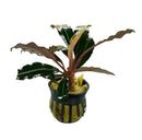 Bucephalandra Akhantha in green-striped black pot