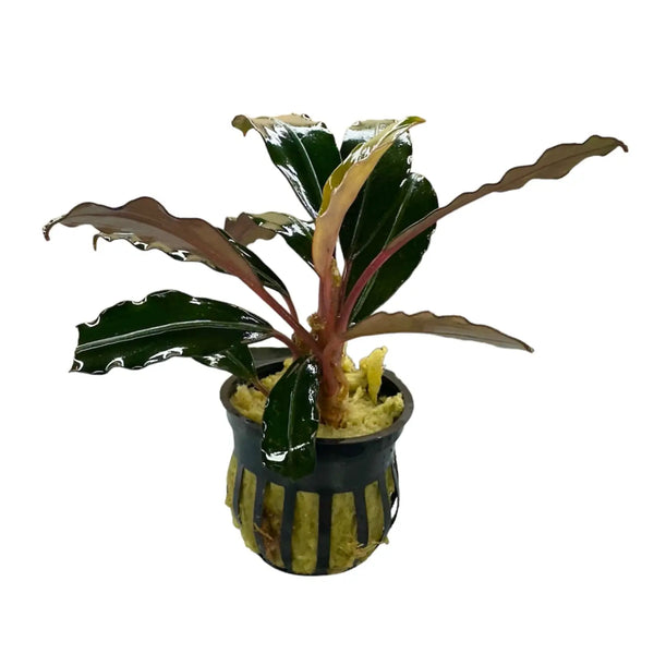 Bucephalandra Akhantha Low Light Rhizome Plant | Aquatic Motiv