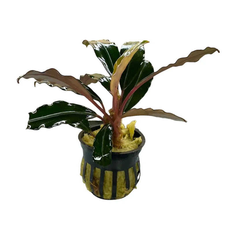 水草 Bucephalandra sp. Akantha gray yellow Bucephalandra Akhantha Low Light Rhizome Plant | Aquatic Motiv