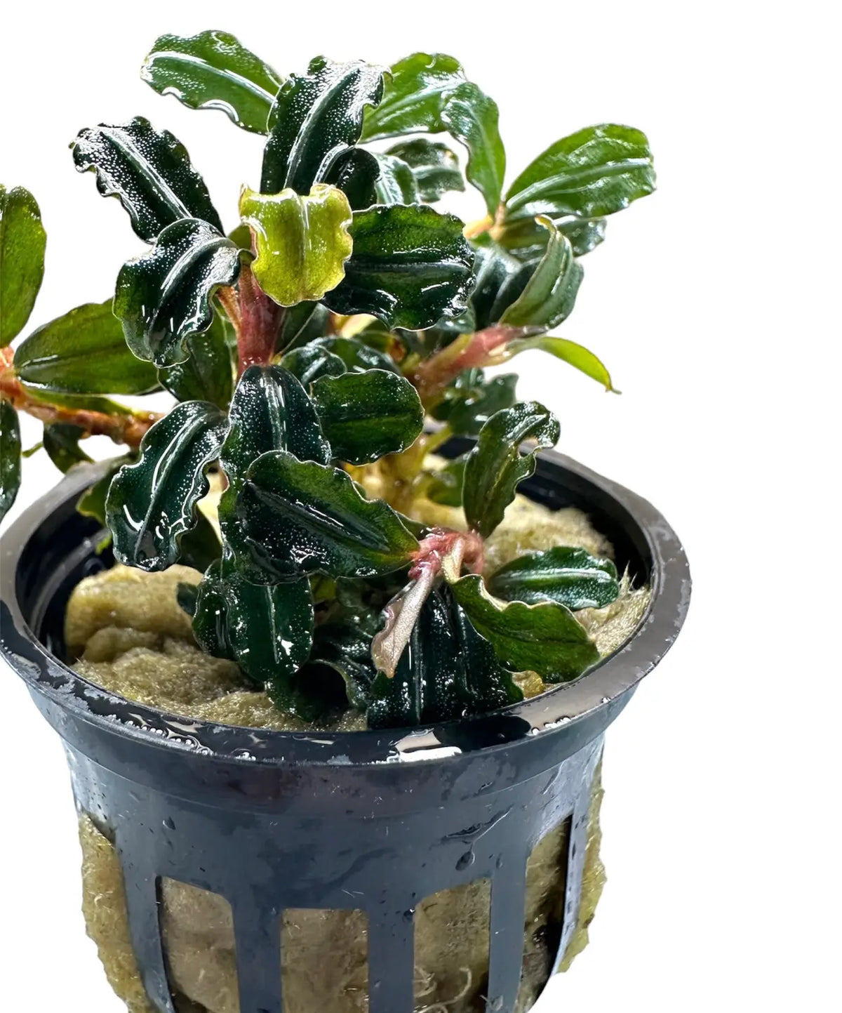 Bucephalandra Amanda Easy Epiphyte for Aquascapes | Aquatic Motiv