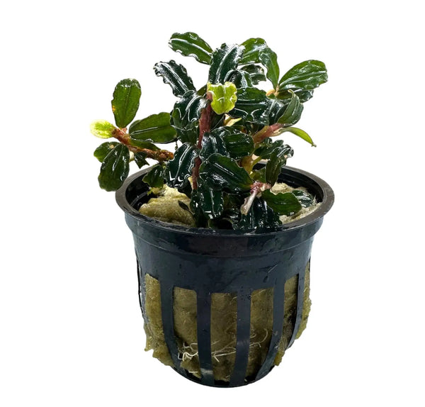 Bucephalandra Plants for Aquascaping Detail | Aquatic Motiv