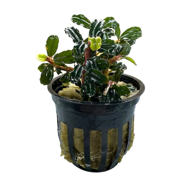 水草 Bucephalandra sp Air terjun Gunung Puis 水草 Bucephalandra sp Air terjun Gunung Puis AZ便】from Air terjun