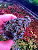 Bucephalandra Amanda potted aquatic plant with dark green wavy leaves
