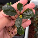 Bucephalandra apple leaf aquatic plant with glossy dark green leaves and bright yellow flower bud held in hand