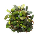 Bucephalandra arrogant blue compact spherical aquatic plant with glossy dark green leaves and subtle reddish stems