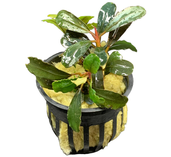 Bucephalandra Black Angel Pot - AquaticMotiv