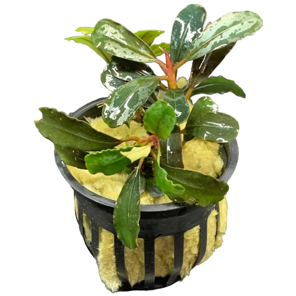 Bucephalandra Black Angel Dark Leaf Contrast | Aquatic Motiv