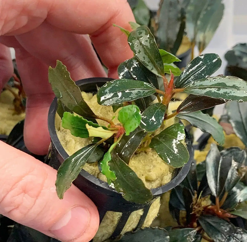 Bucephalandra Black Angel Dark Leaf Contrast | Aquatic Motiv