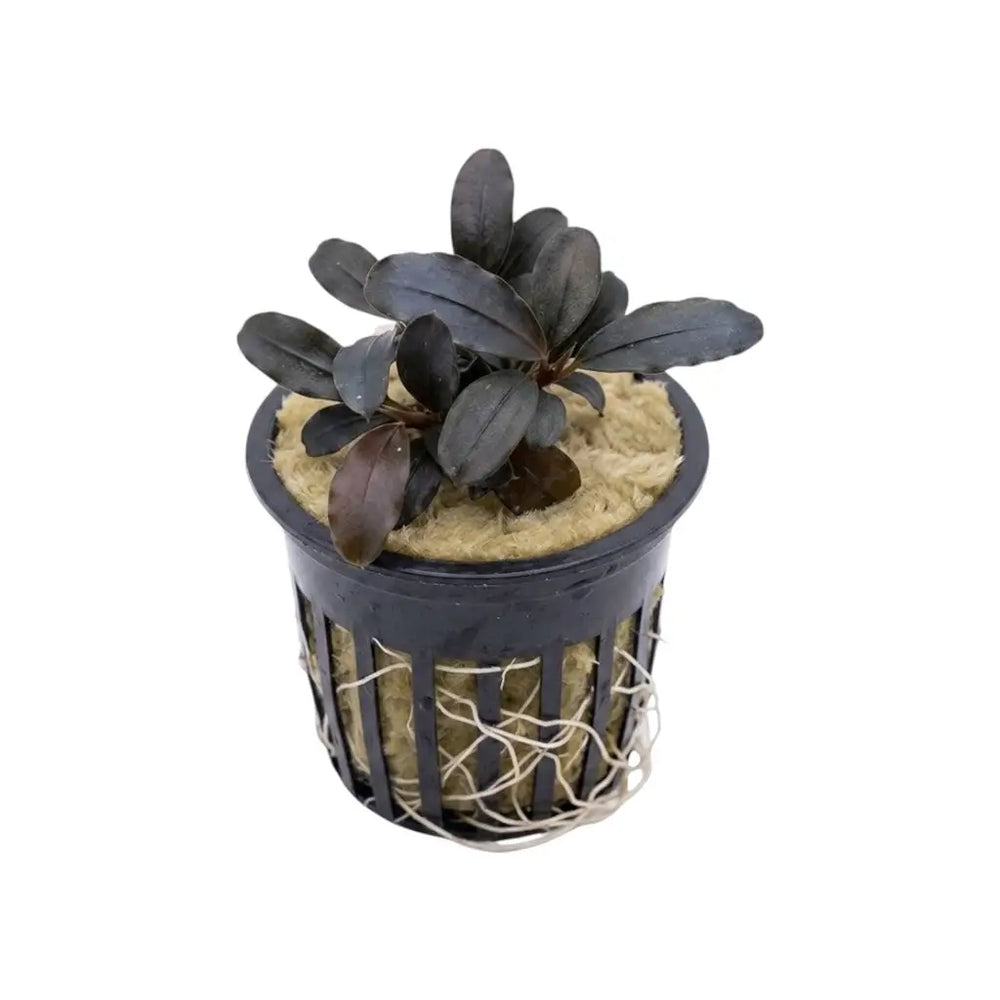 Bucephalandra Black Diamond - AquaticMotiv