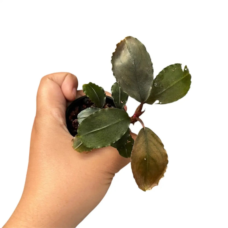 Bucephalandra Black Pink - AquaticMotiv