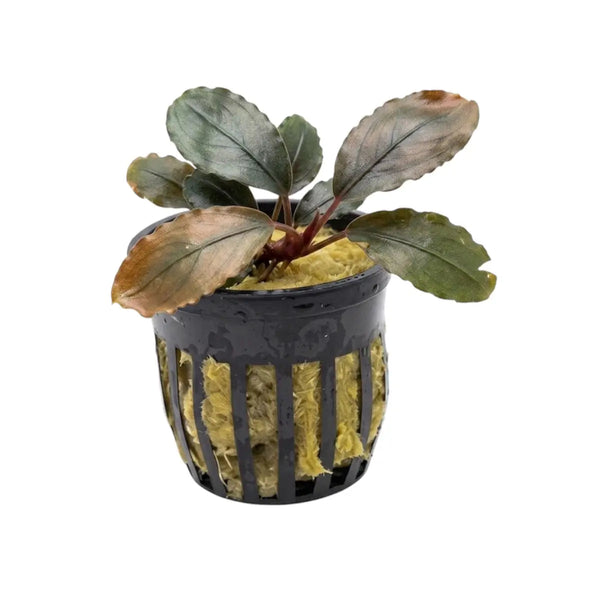 Bucephalandra Black Pink - AquaticMotiv
