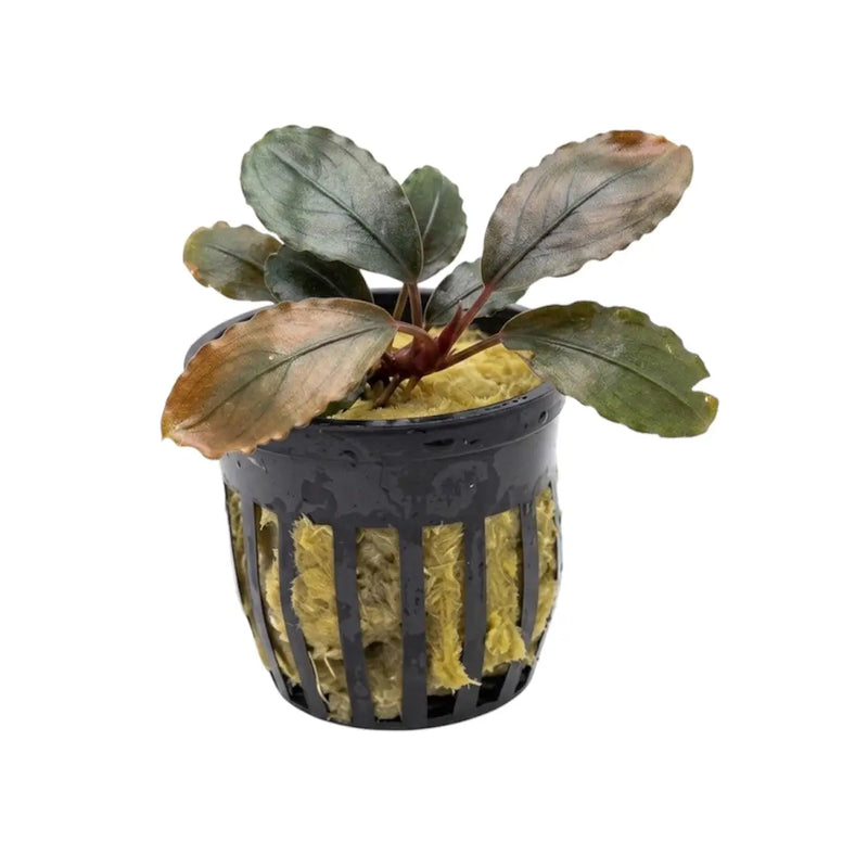 Bucephalandra Black Pink - AquaticMotiv