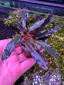 Bucephalandra Black Sordidula: dark purple aquatic plant with red center