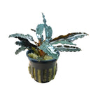 Bucephalandra Black Sordidula artificial plant in black textured pot