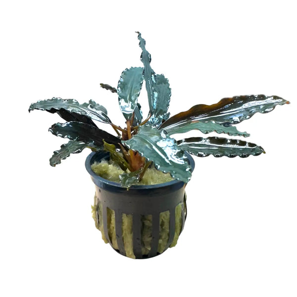水草 Bucephalandra sp. Black Rock Bucephalandra Black Tears Aquarium Plant — Buce Plant