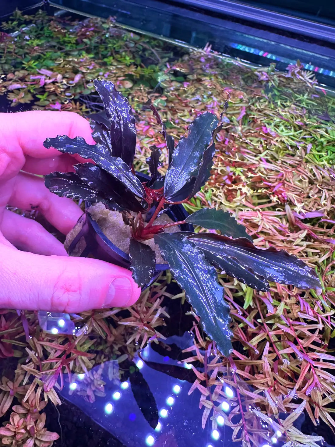 Bucephalandra Black Sordidula Compact Rhizome Plant | Aquatic Motiv Bucephalandra Black Sordidula Compact Rhizome Plant | Aquatic Motiv