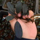 A hand holds a Bucephalandra Black Swan aquatic plant with glossy dark green leaves and brown roots